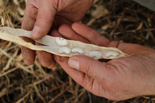 Cargar imagen en el visor de la galería, Mongeta del Ganxet Beans D.O.P