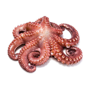 Whole Mediterranean Octopus
